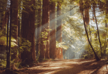 The Power of Commitment and Perseverance: Two Heartfelt Stories of Environmental Triumph Endurance